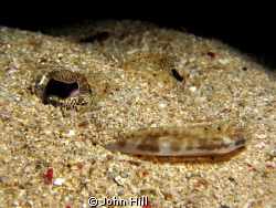 The Sand has eyes!  A juvenile crocodile fish hiding in t... by John Hill 